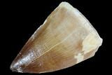 Mosasaur (Prognathodon) Tooth #87650-1